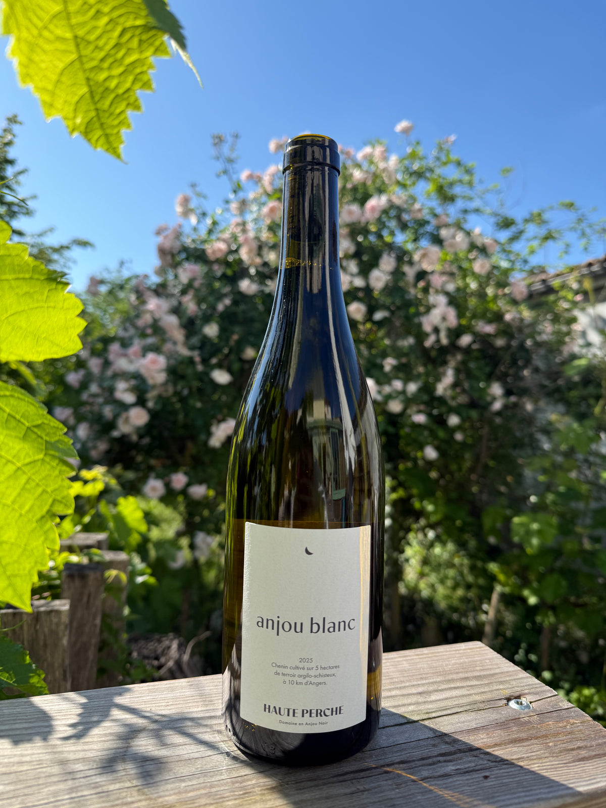 Anjou Blanc 2025 - Domaine de Haute Perche