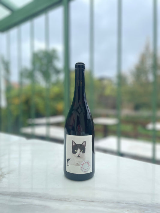 Nina 2019 - Planet Mouraz