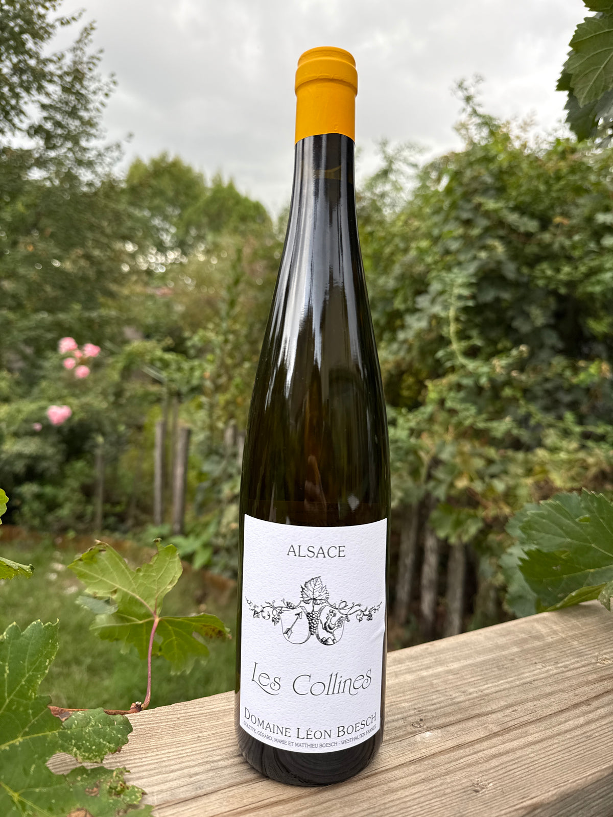 Les Collines 2024 - Léon Boesch